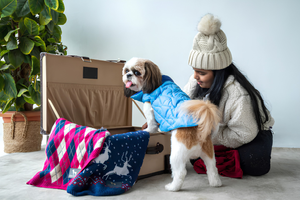 Choosing Comfortable Clothes Every Season Pet