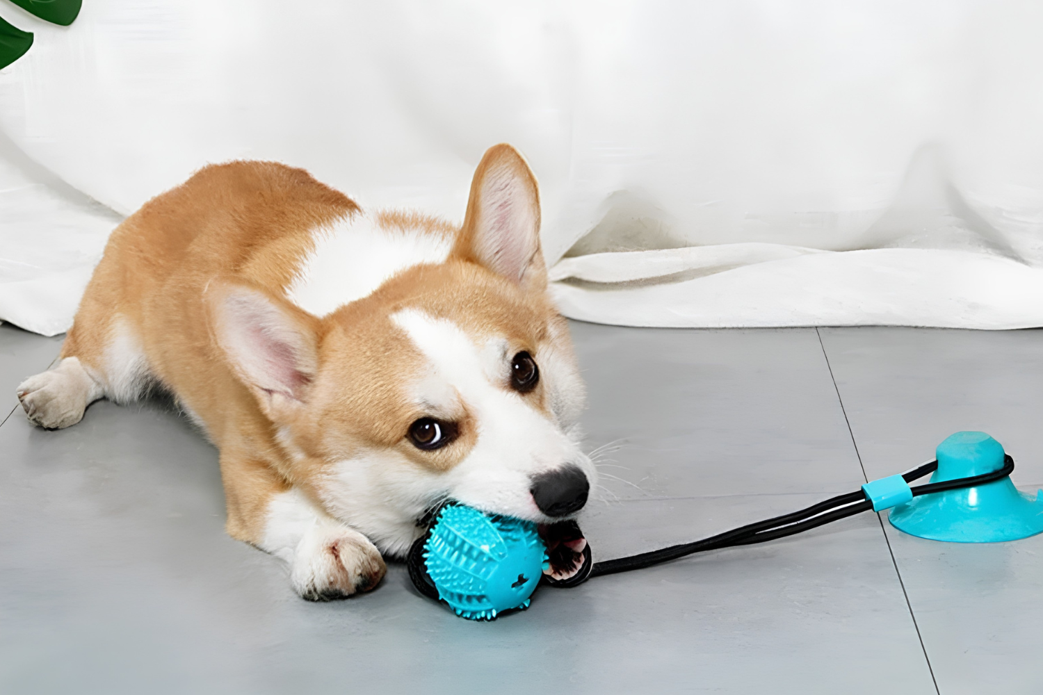 Fun Pet Toys Keep Pets Active