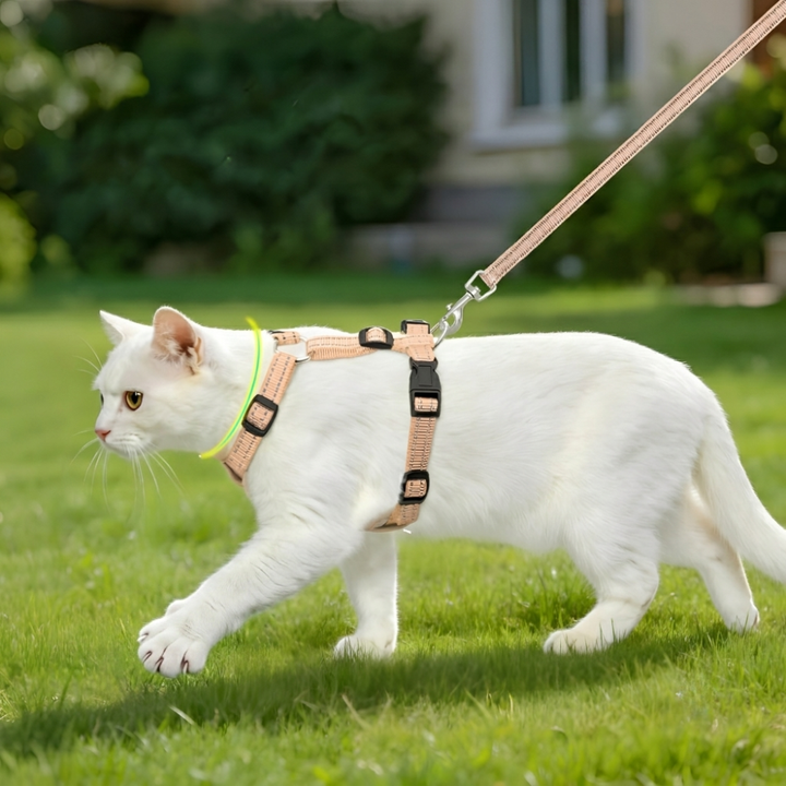 Quality Pet Leashes Make Walks Better