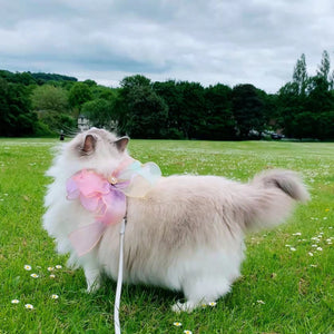 Enhance Your Pet's Outdoor Adventures with the Butterfly Flying Pet Leash